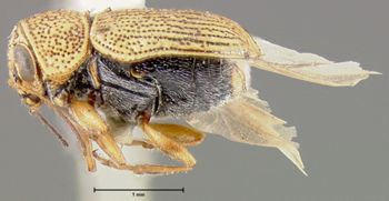Media type: image; Entomology 8771   Aspect: habitus lateral view